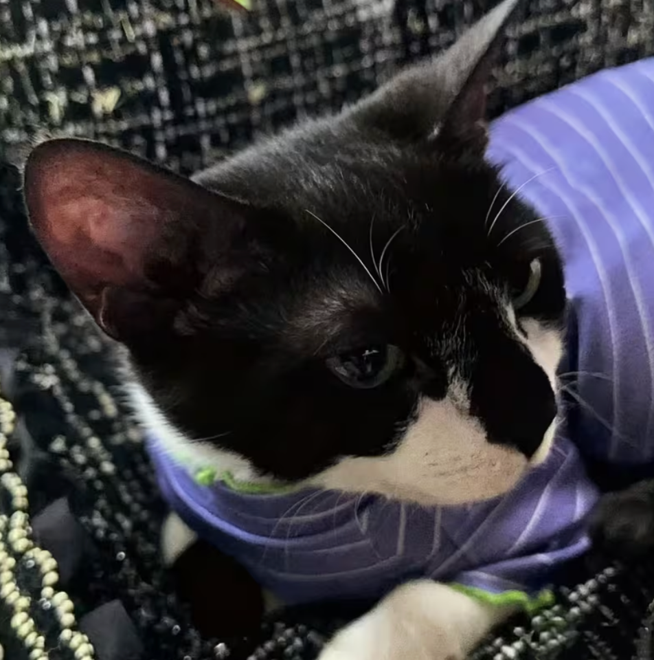 Purrline