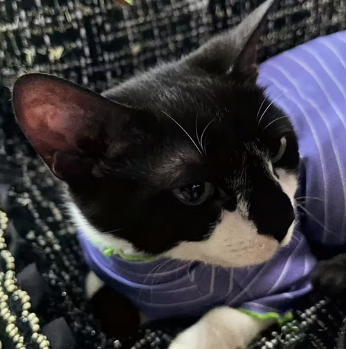 Purrline