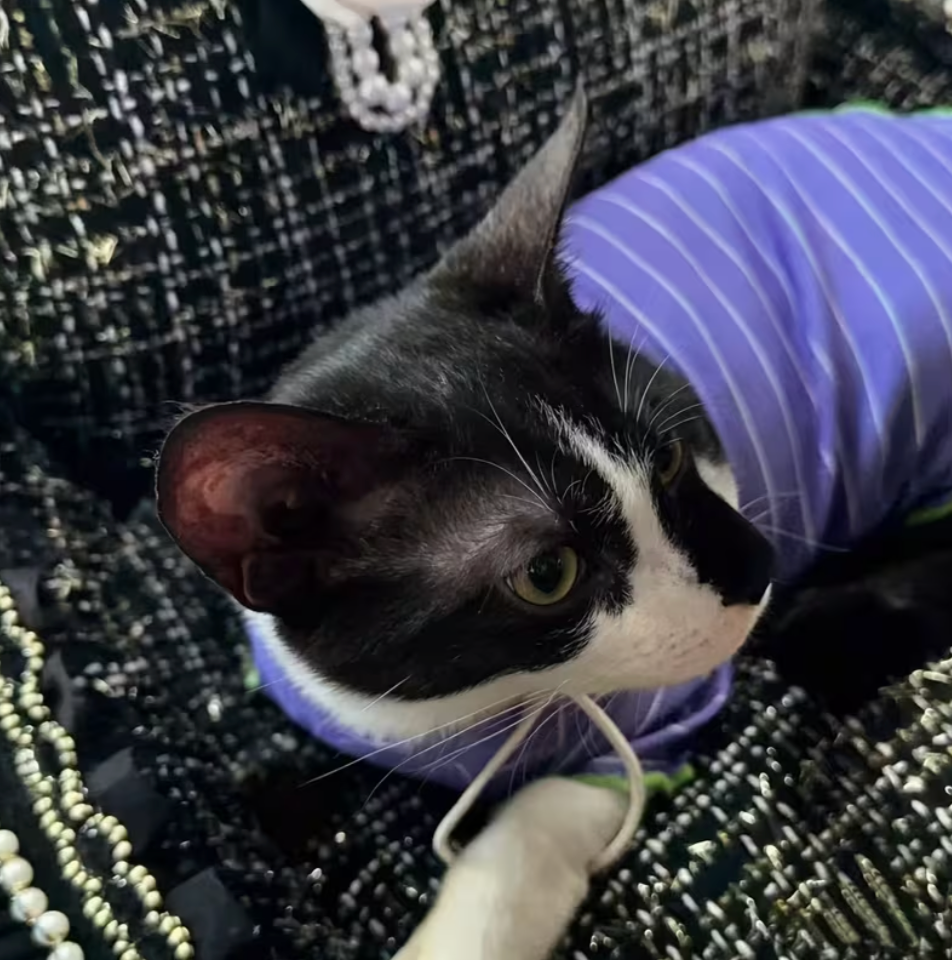 Purrline